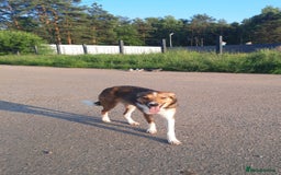 Mixed Breed dogs for adoption: 💖🐶 BRIDGET 🐶💖 - Image 7