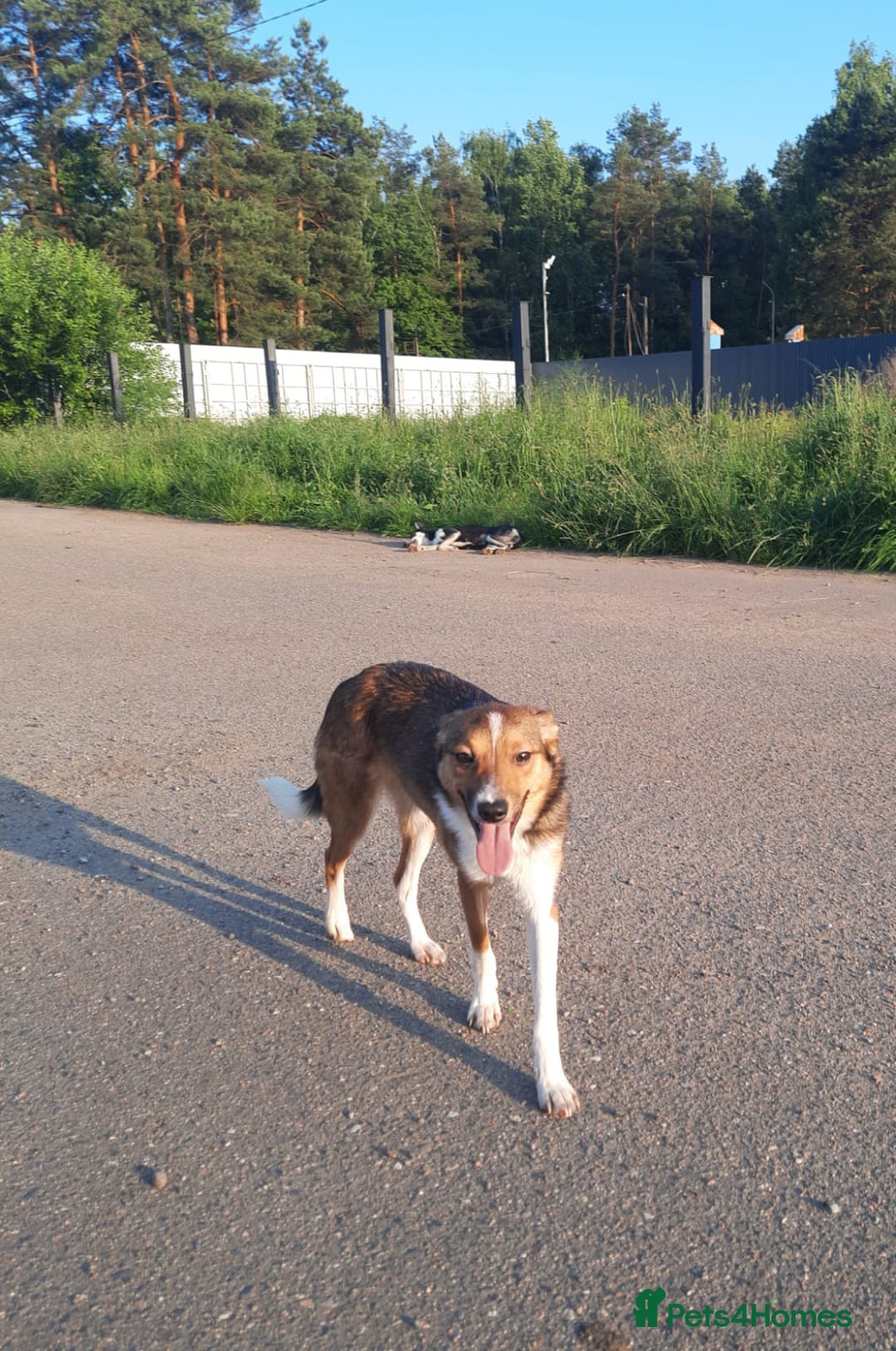 Mixed Breed dogs for adoption: 💖🐶 BRIDGET 🐶💖 - Image 7