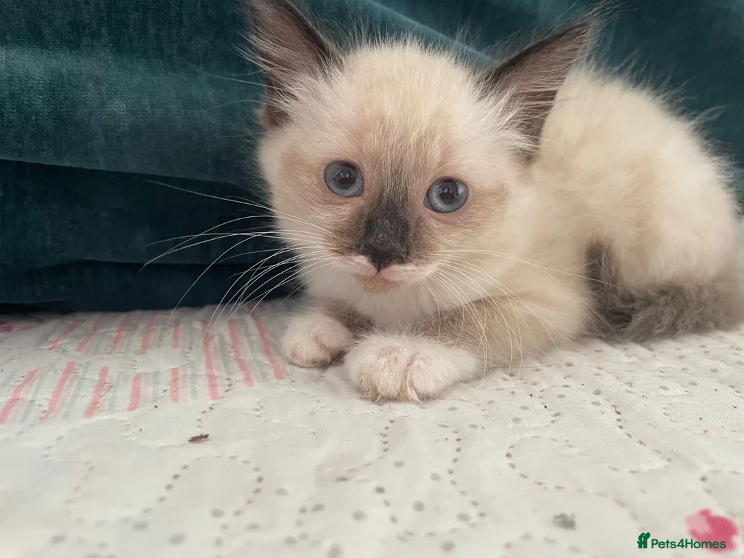 Mixed Breed cats for sale: Siamese x Maine coon kittens - Advert 2