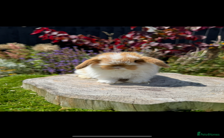 Mini Lop rabbits - Advert 2