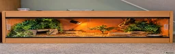 Leopard Gecko reptiles for sale: Meet Giz! Fun Leopard Gecko with Full Vivarium in Wantage - Advert 2