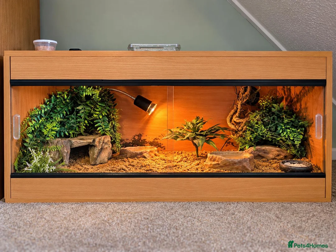 Leopard Gecko reptiles for sale: Meet Giz! Fun Leopard Gecko with Full Vivarium in Wantage - Advert 2