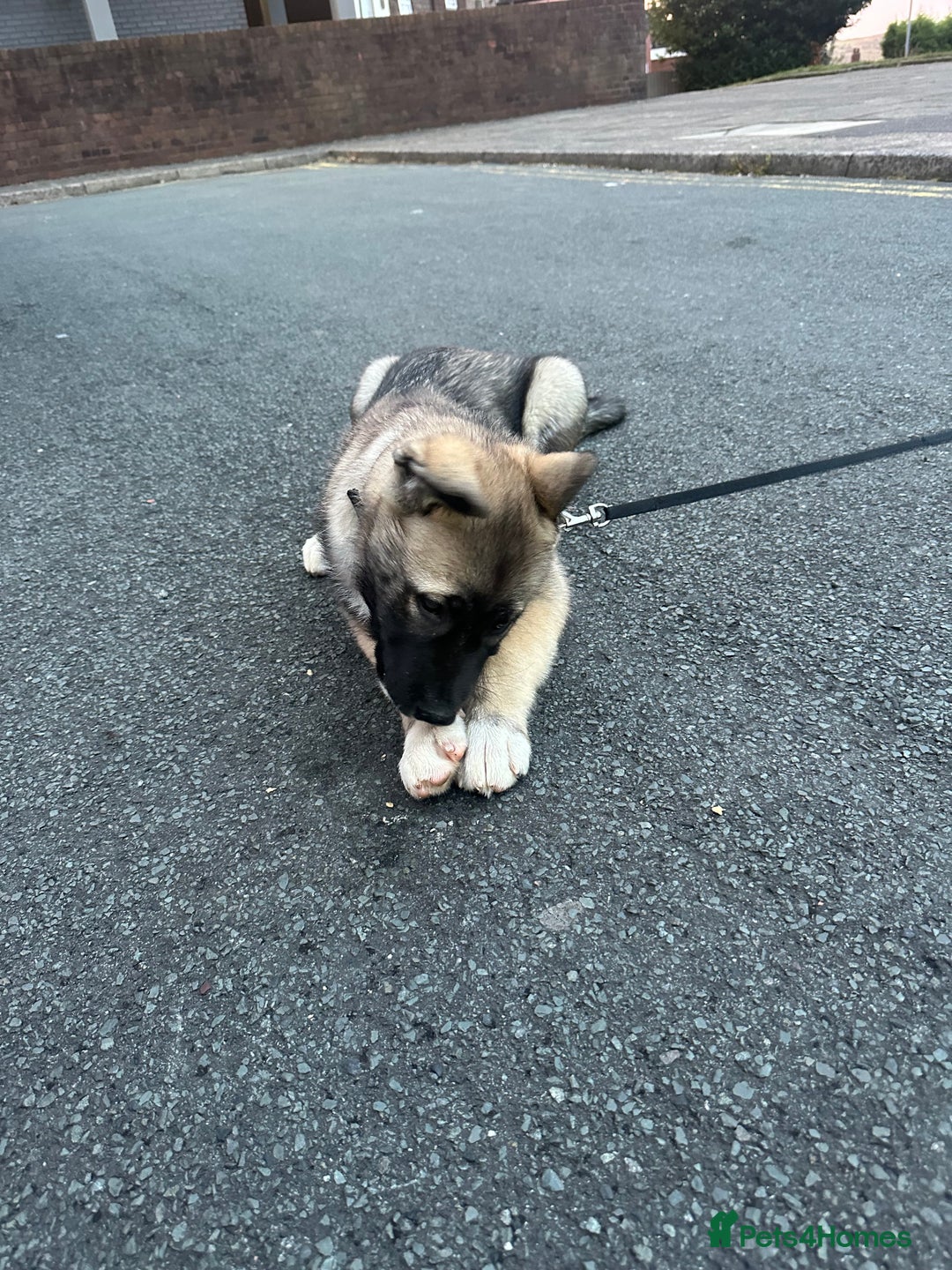 Mixed Breed dogs for sale: Siberian Husky  - Image 8