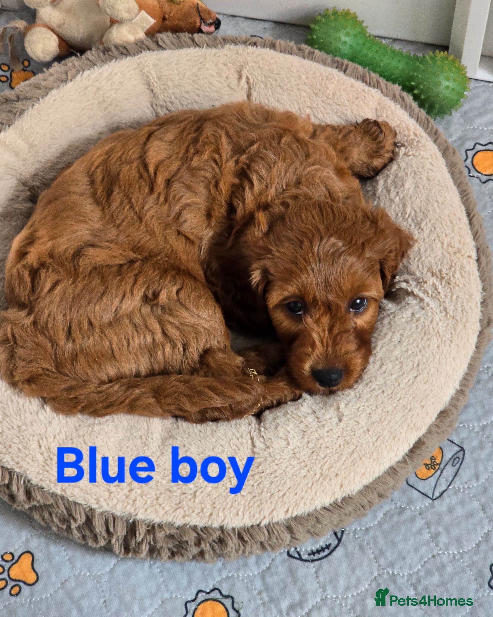 Cavapoo dogs MiniatureF1B💥DNAHealthTestedParents💥FamilyRaised - Advert 2