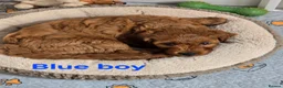 Cavapoo dogs for sale: MiniatureF1B💥DNAHealthTestedParents💥FamilyRaised - Advert 6