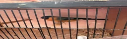 Finches birds for sale: Serbian bull finch in Liverpool - Advert 2