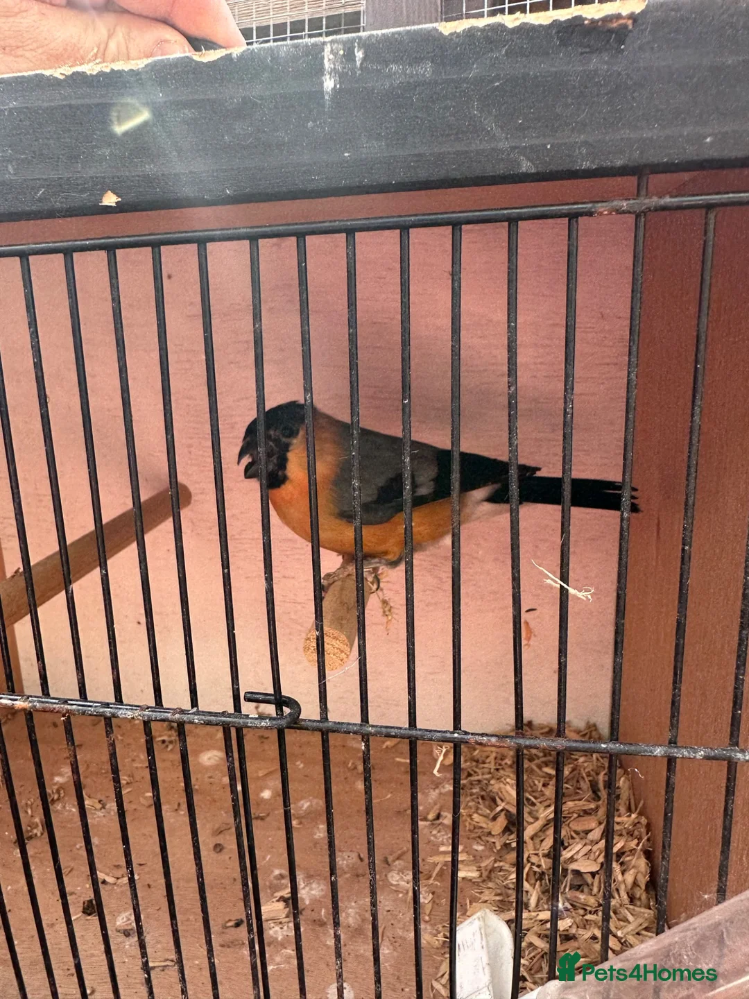 Finches birds for sale: Serbian bull finch in Liverpool - Advert 2