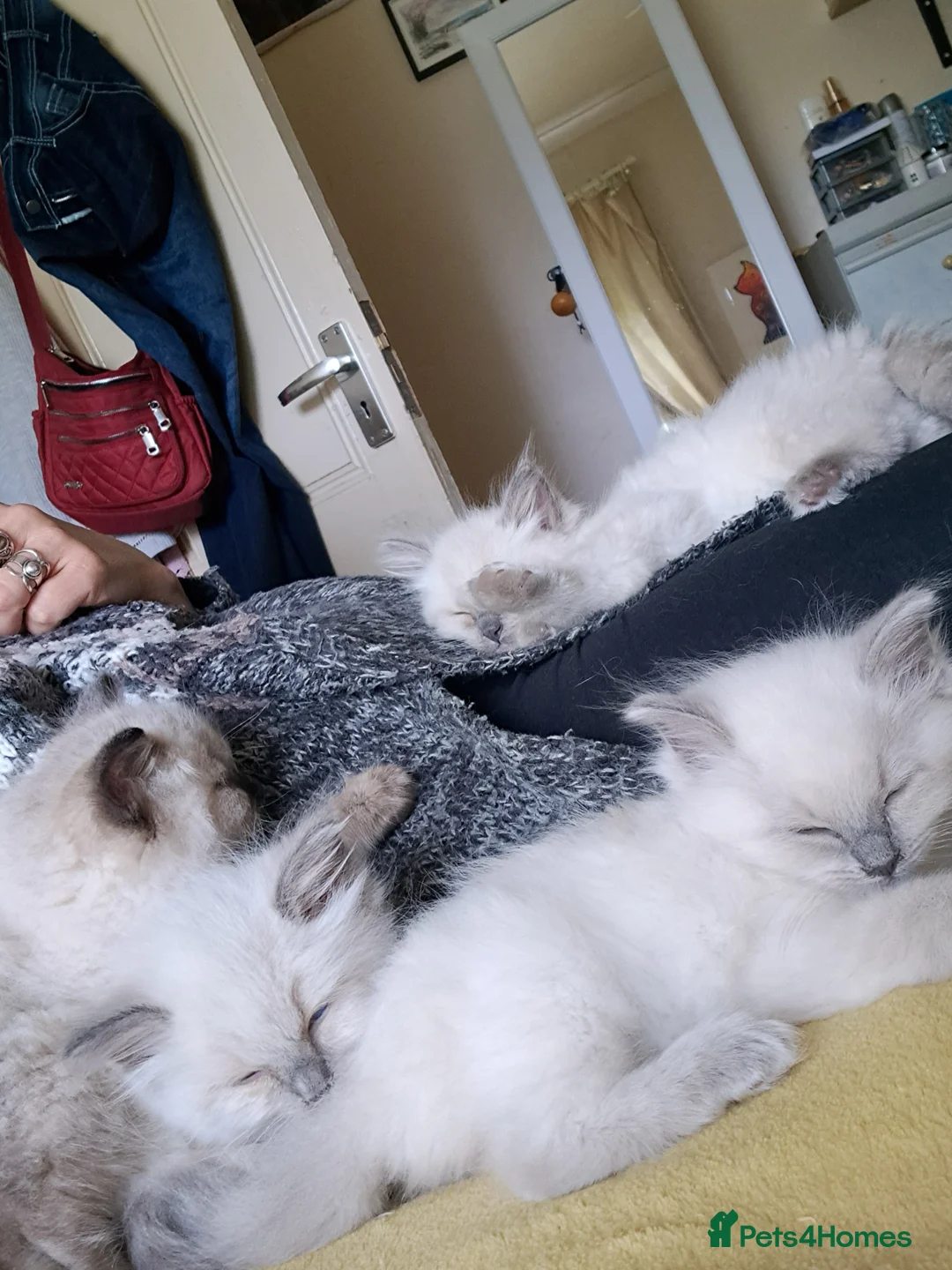 Ragdoll cats for sale: Pure bred beautiful Ragdoll kittens - Advert 1