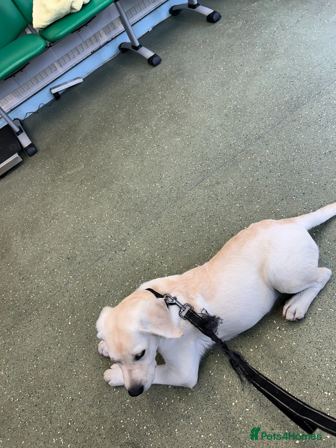 Labrador Retriever dogs for sale: Welcome Anjola, 9-month old Labrador, to your home - Advert 18