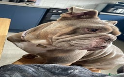 English Bulldog dogs for sale: English Bulldog - Needs new Home - Image 4