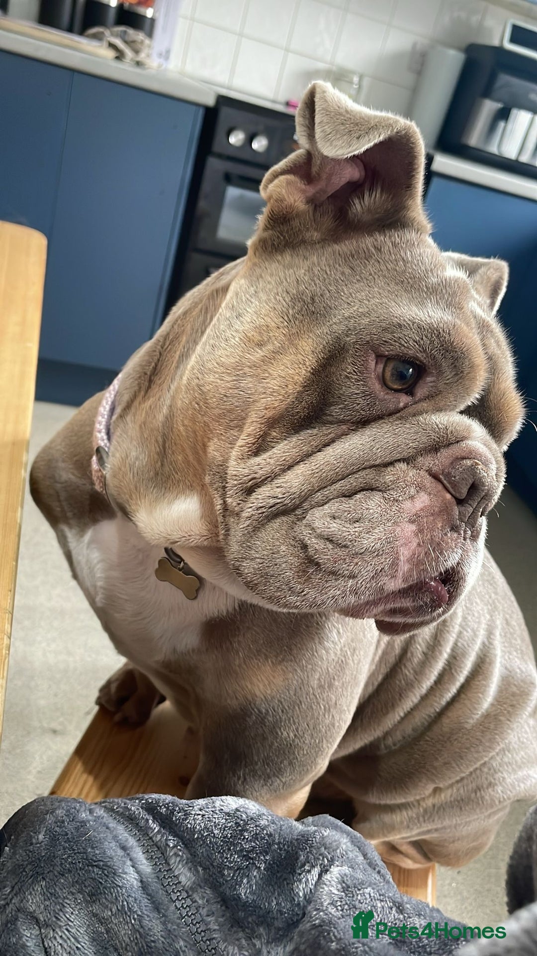 English Bulldog dogs for sale: English Bulldog - Needs new Home - Image 4