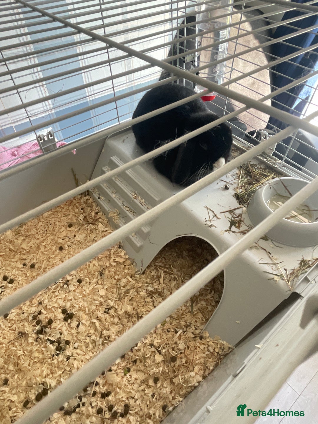 English rabbits for sale: Friendly Black rabbit  - Image 1