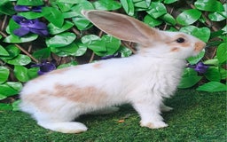 Giant Papillon rabbits for sale: Pure Giant Papillon Kits - Vaccinated - RESERVE - Image 3