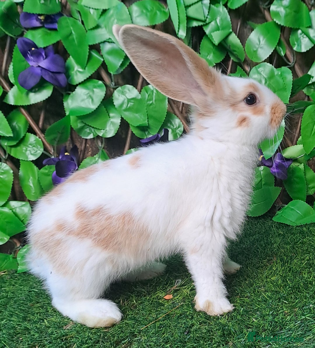 Giant Papillon rabbits for sale: Pure Giant Papillon Kits - Vaccinated - RESERVE - Image 3