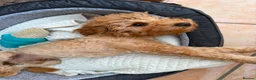 Miniature Poodle dogs for sale: Toby  - Advert 2