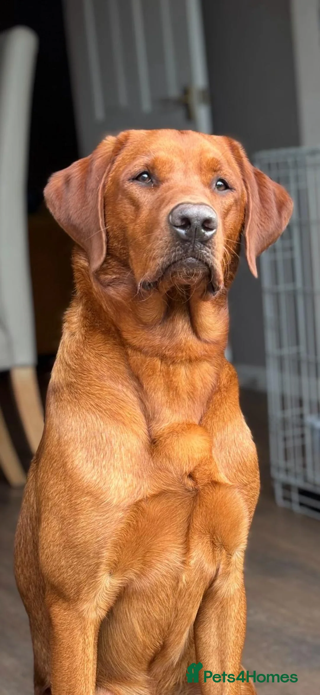 Labrador Retriever dogs for stud: Dark fox red labrador stud dog  - Advert 4