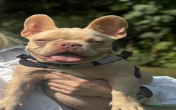 French Bulldog dogs for sale: New Shade Boy/DNA tested parents  - Image 6
