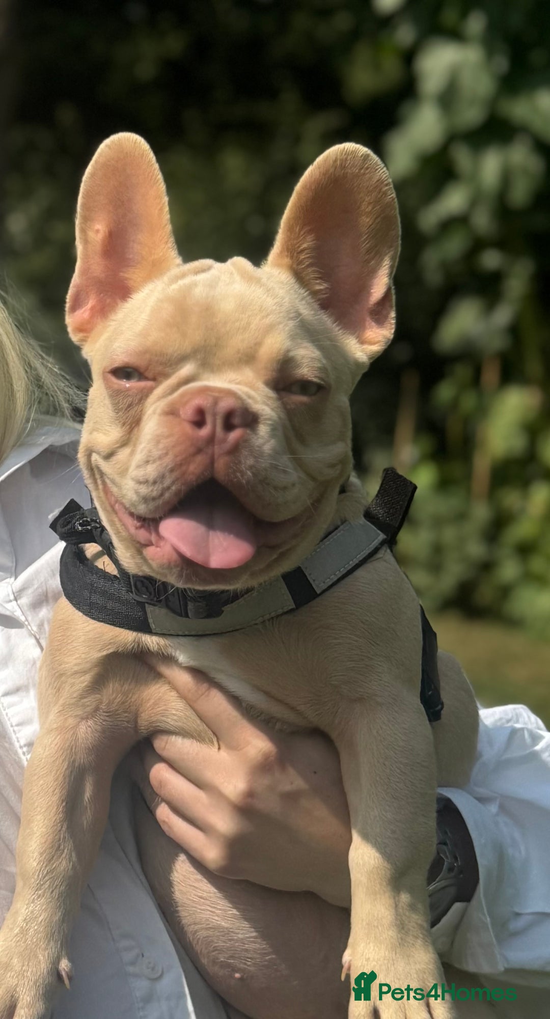 French Bulldog dogs for sale: New Shade Boy/DNA tested parents  - Image 6