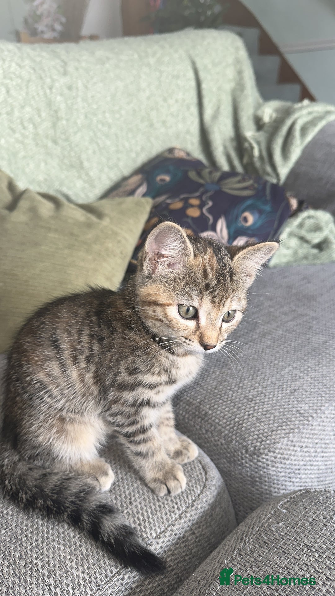 Bengal cats for sale: Part Bengal beautiful kittens in Bury Saint Edmunds - Image 4