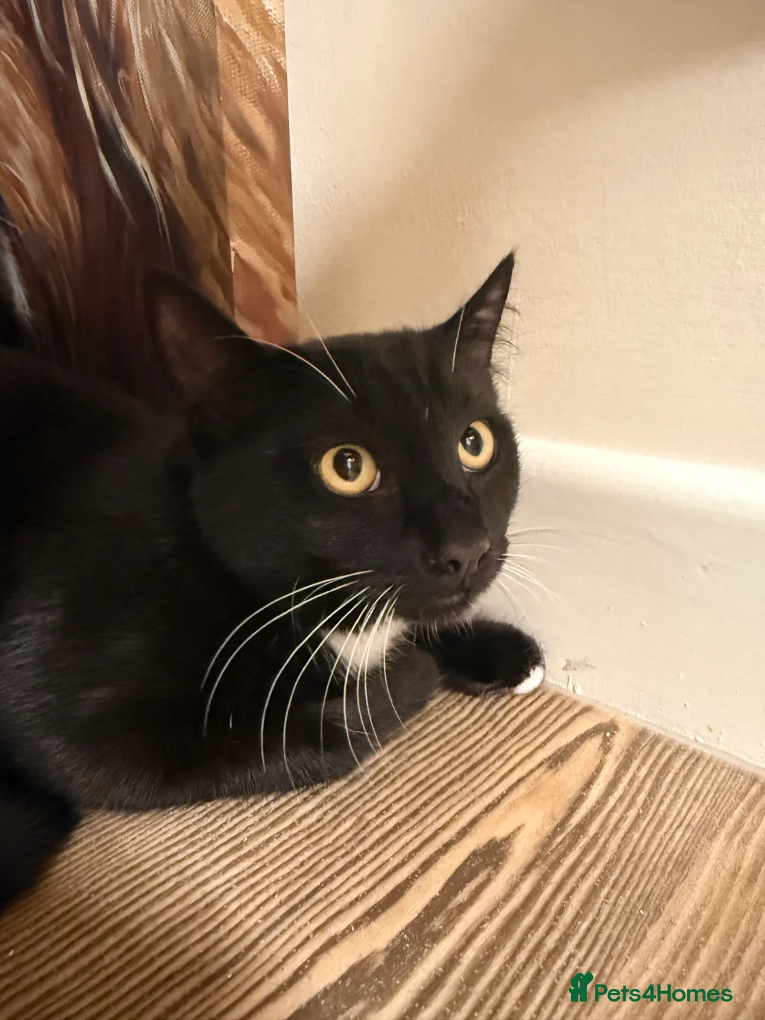 Mixed Breed cats for sale: 2 kittens  - Advert 2