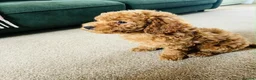 Cockapoo dogs for sale: F1B Toy Cockapoos - Advert 10