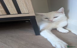 Mixed Breed cats for sale: One boy and one girl - Image 2