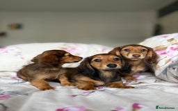 Dachshund dogs for sale: Kc . Reg. miniature longhair dachshund puppies  - Image 7
