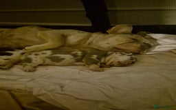 French Bulldog dogs for sale: Beautiful lilac French bulldogs - Image 8