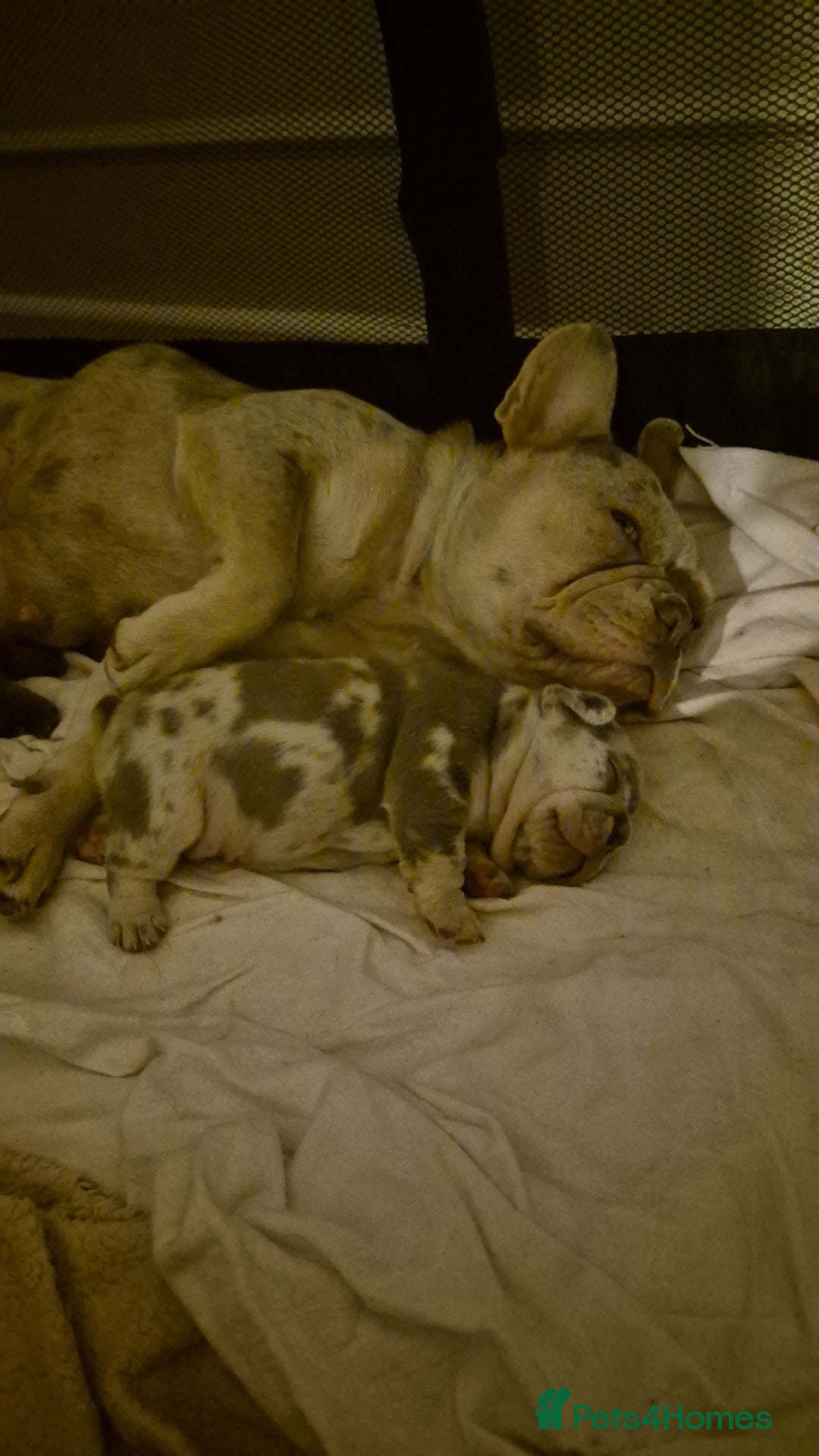French Bulldog dogs for sale: Beautiful lilac French bulldogs - Image 8