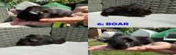 Guinea Pig rodents for sale: Guinea Pigs - Ready Now - Advert 12