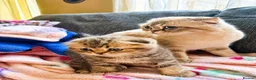 Scottish Fold cats for sale: Last chunky girl left🩷  - Advert 3