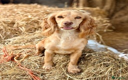 Cockapoo dogs for sale: Quality Chocolate Cockapoos Pups - Image 1