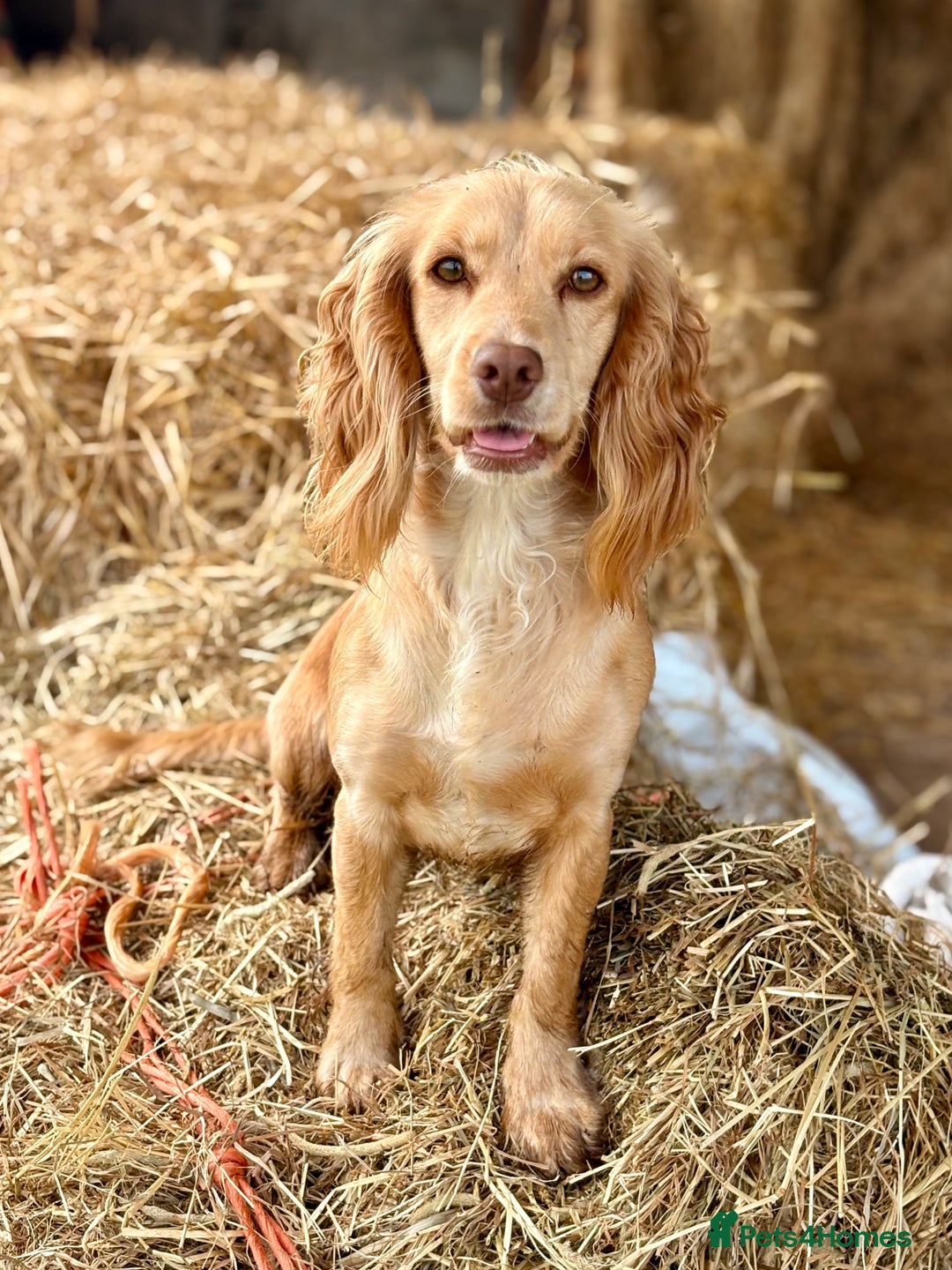 Cockapoo dogs for sale: Quality Chocolate Cockapoos Pups - Image 1