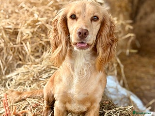 Cockapoo dogs Quality Chocolate Cockapoo Boys - Advert 5