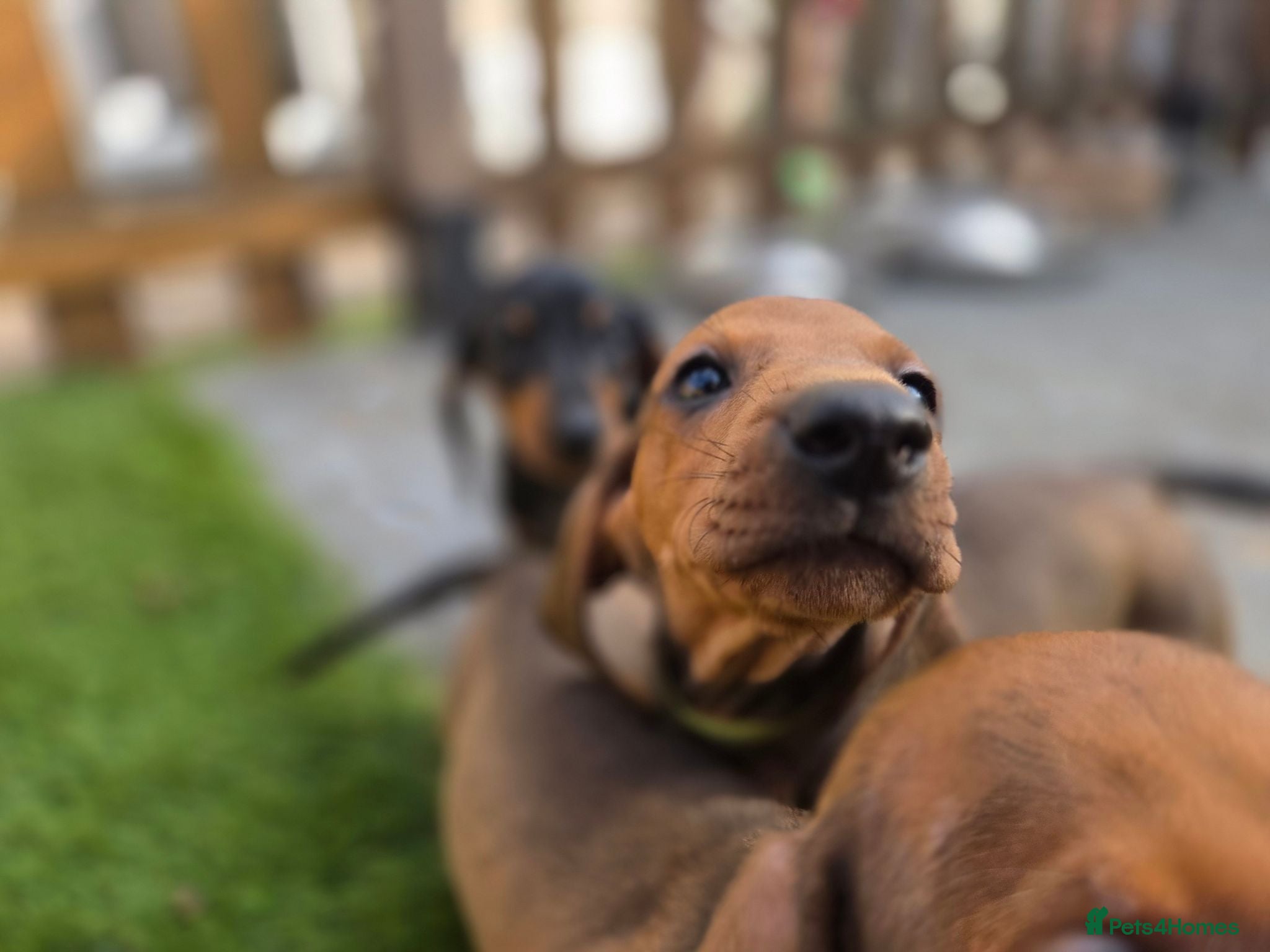 Dachshund dogs Standard Dachshund KC registered puppies - Advert 2