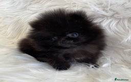 Pomeranian dogs for sale: READY NOW OUTSTANDING KC FEMALE AVALIBLE - Image 5
