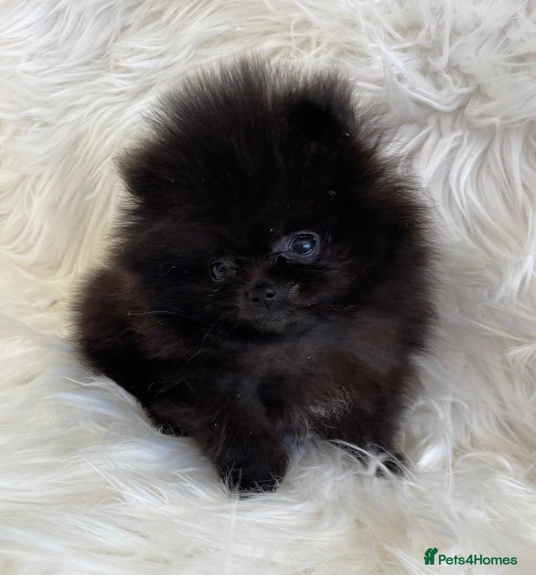 Pomeranian dogs for sale: READY NOW OUTSTANDING KC FEMALE AVALIBLE - Image 5