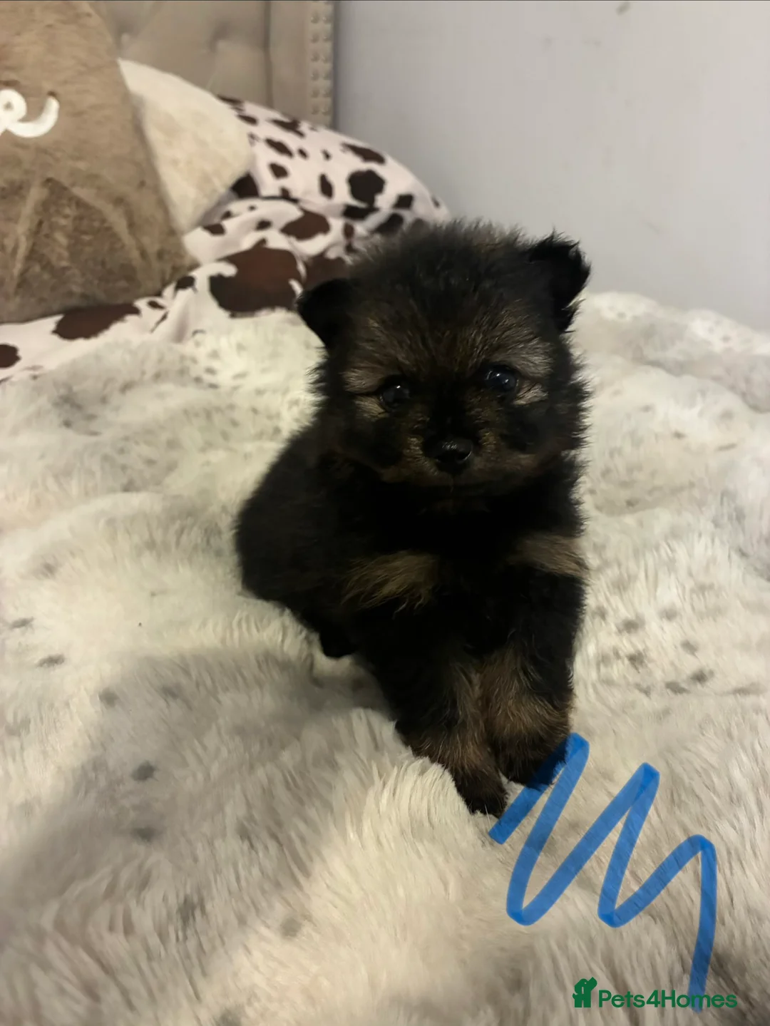 Pomeranian dogs for sale: Teddy Bear pomeranian puppies  - Advert 2