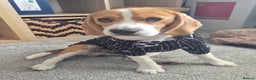 Beagle dogs for sale: Looking for a new loving family 10 mouths beagle  - Advert 2