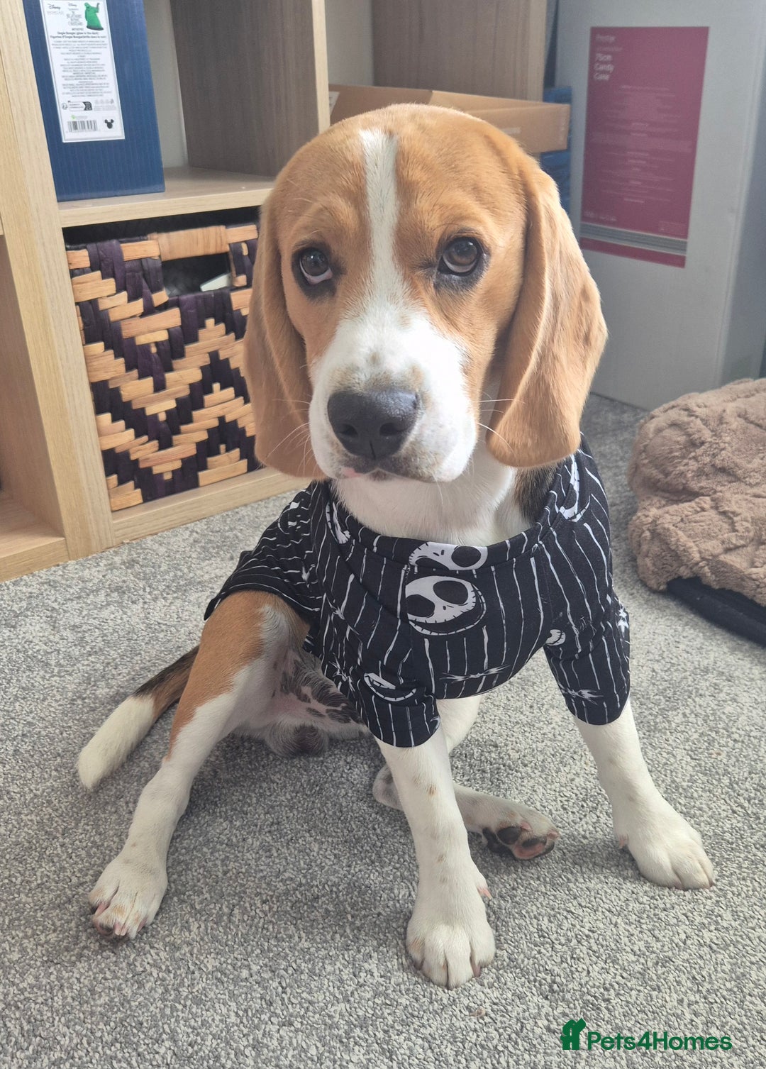 Beagle dogs for sale: Looking for a new loving family 10 mouths beagle  - Advert 2