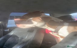 Mixed Breed dogs for sale: Staffy  - Image 4