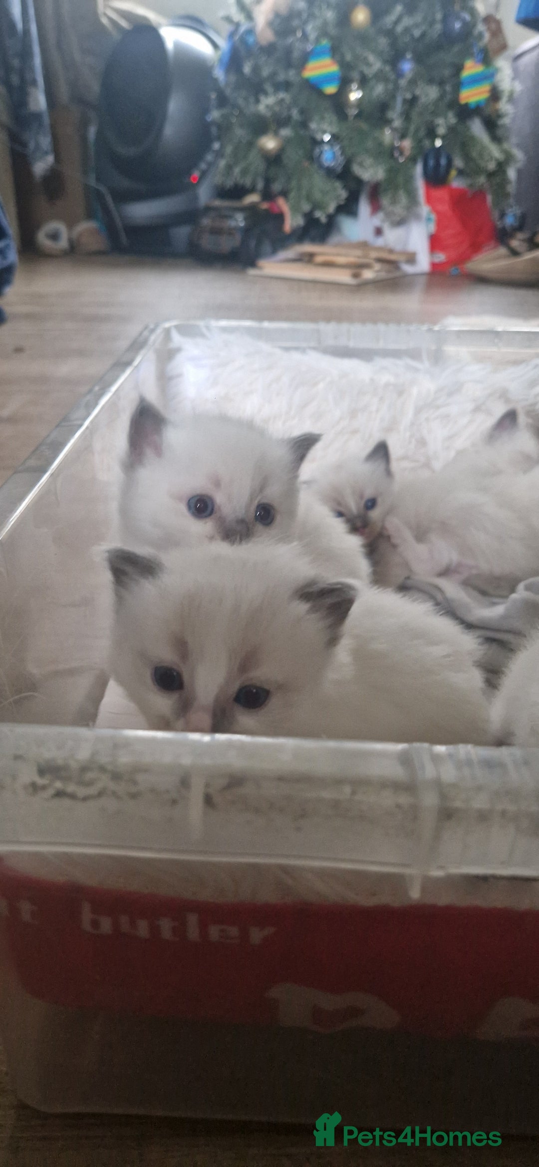 Ragdoll cats for sale: Pure Bred Ragdolls - Advert 4