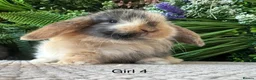 Mini Lop rabbits for sale: Stunning Mini Lops - Advert 4