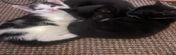 Domestic Shorthair cats for sale: Beautiful Litter of kittens 2xmales 2x females - Advert 10