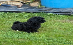 Shihpoo dogs for sale: Beautiful poodle cross shitzu pups - Image 3