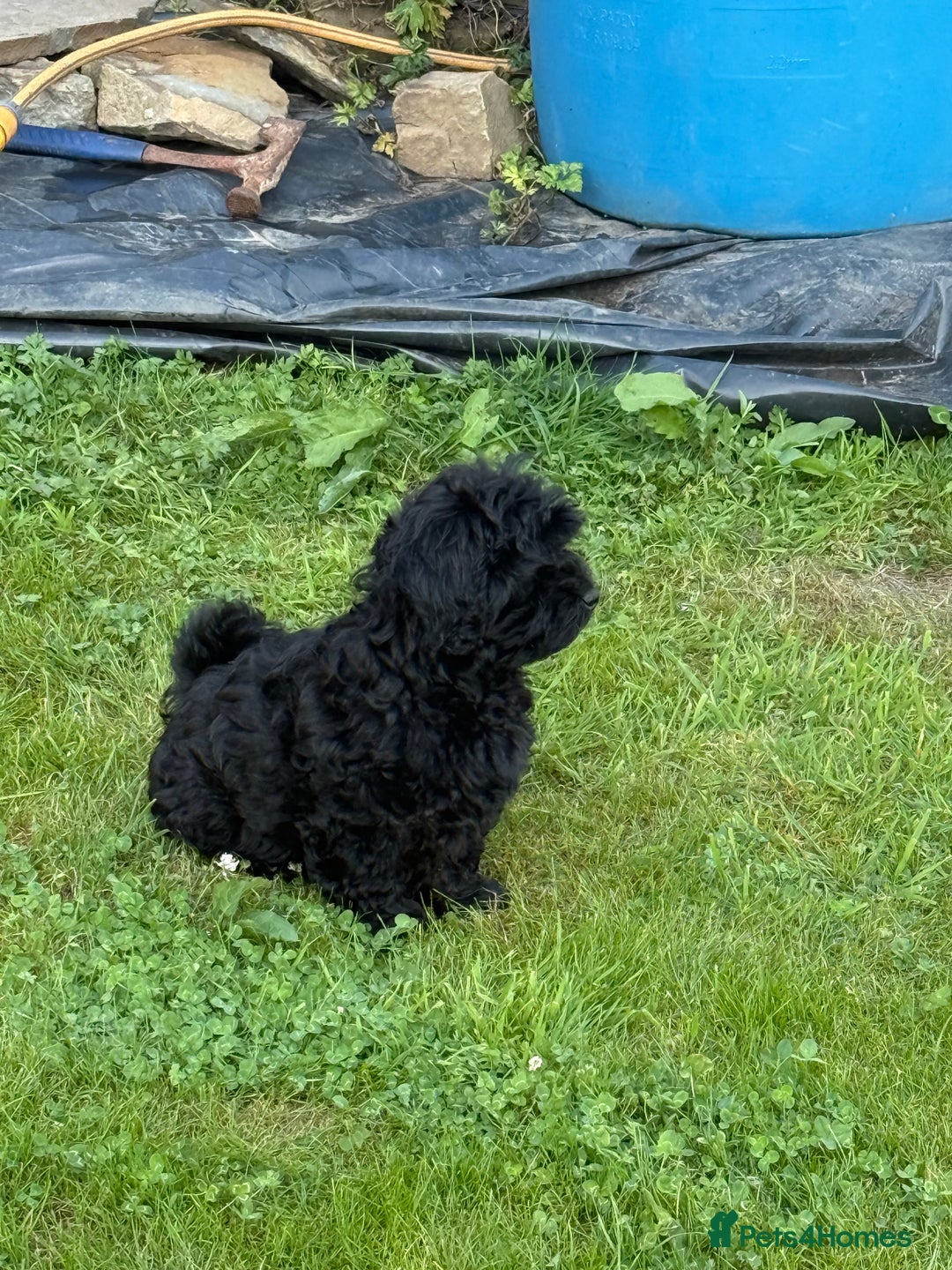 Shihpoo dogs for sale: Beautiful poodle cross shitzu pups - Image 3