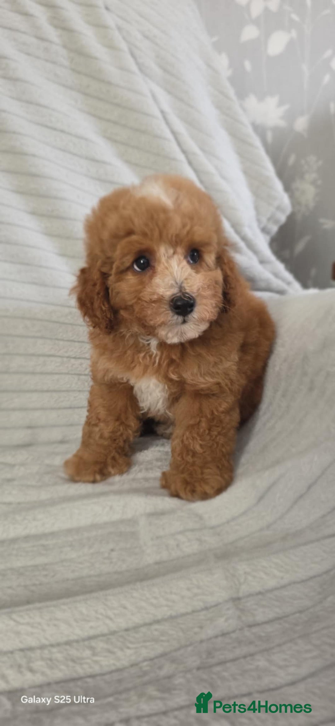 Cavapoo dogs for sale: F1b puppies fully health tested parents - Image 1