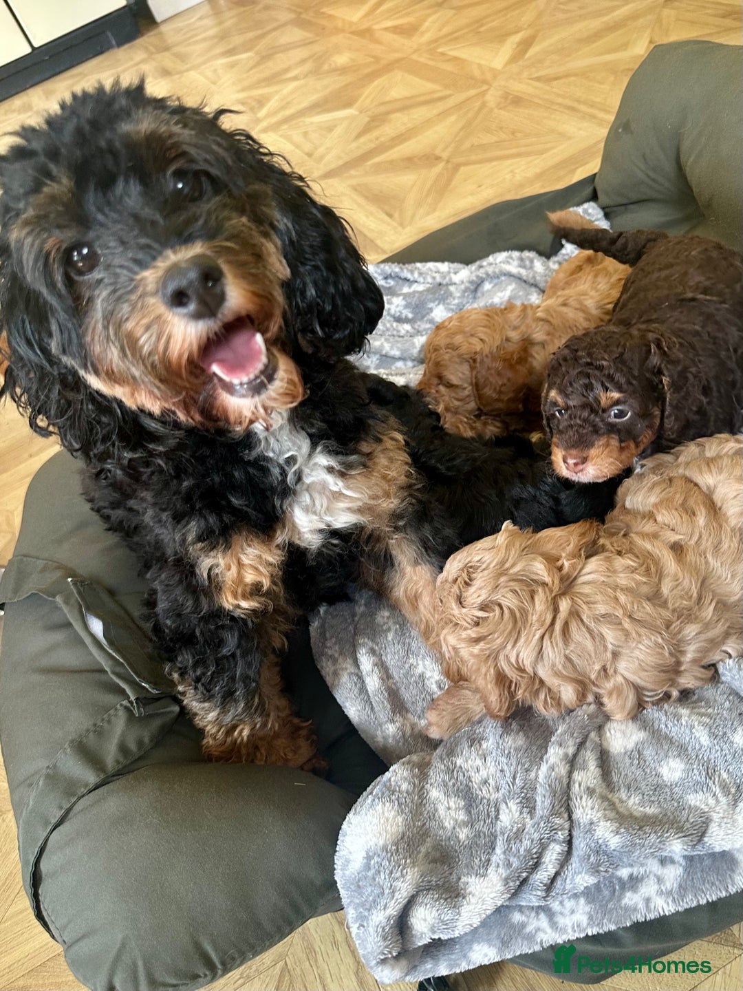 Cavapoo dogs for sale: Beautiful F1b cavapoo puppies - Image 3
