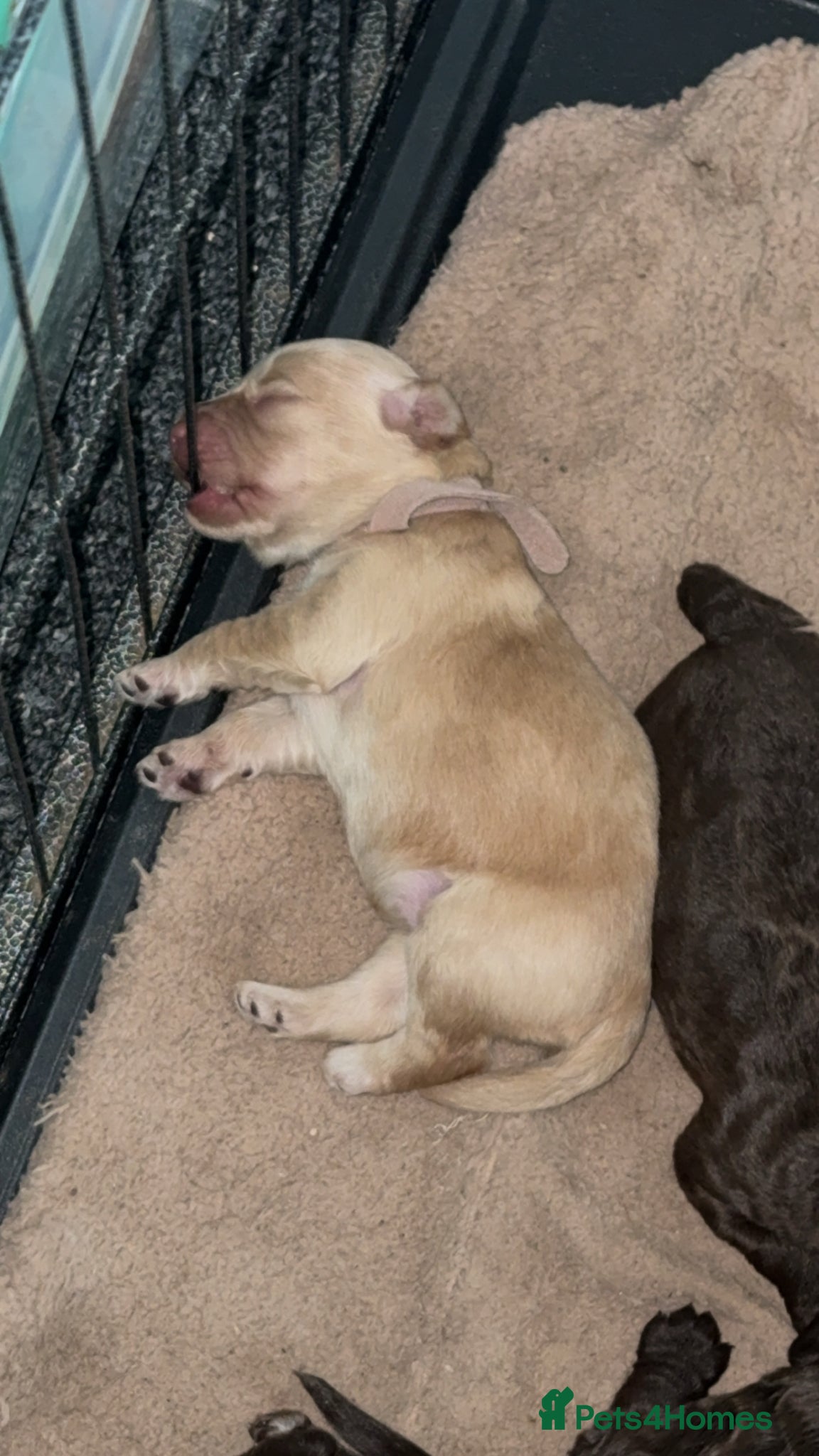 Cockapoo dogs 1 girl left ❤️ Stunning F2 Cockapoo Puppies - Advert 18