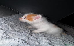 Mixed Breed cats for sale: 7 Mixed Kittens - Ginger, Tabby, Calico, White - Advert 21